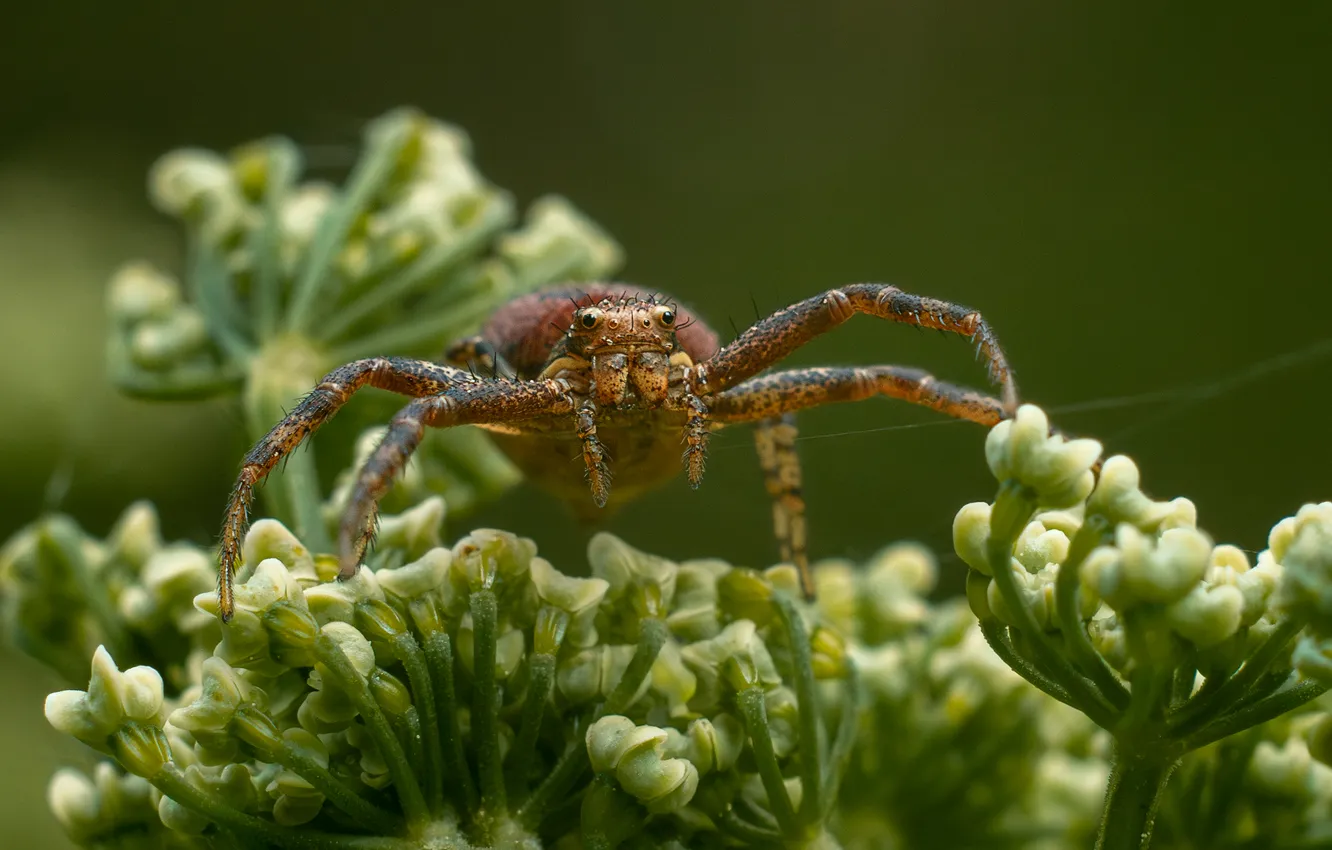 Фото обои паук, боке, Andrey Rut, Xysticus Spider, Ксистикус