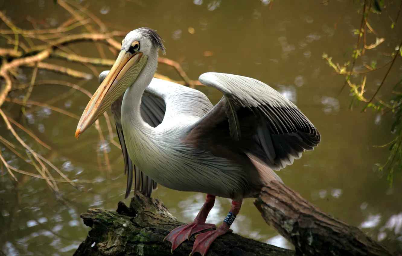 Фото обои природа, птица, pelican