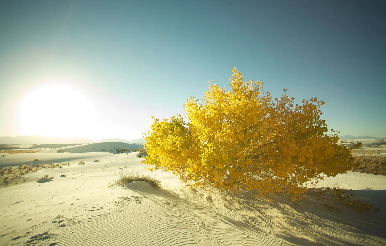 Фото обои песок, деревья, фото, дерево, пустыня, пейзажи, пустыни, красивые обои для рабочего стола