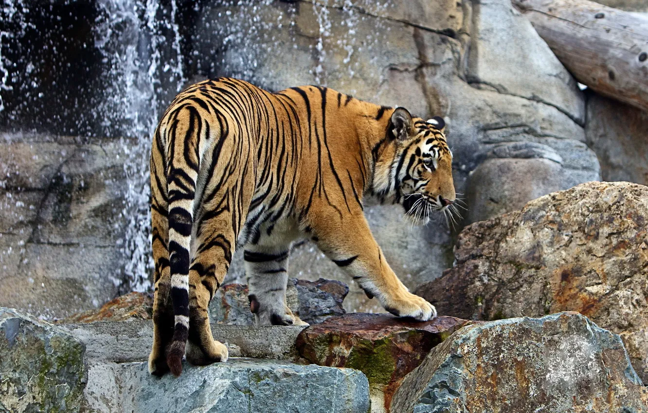 Фото обои полоски, тигр, камни, водопад, хищник