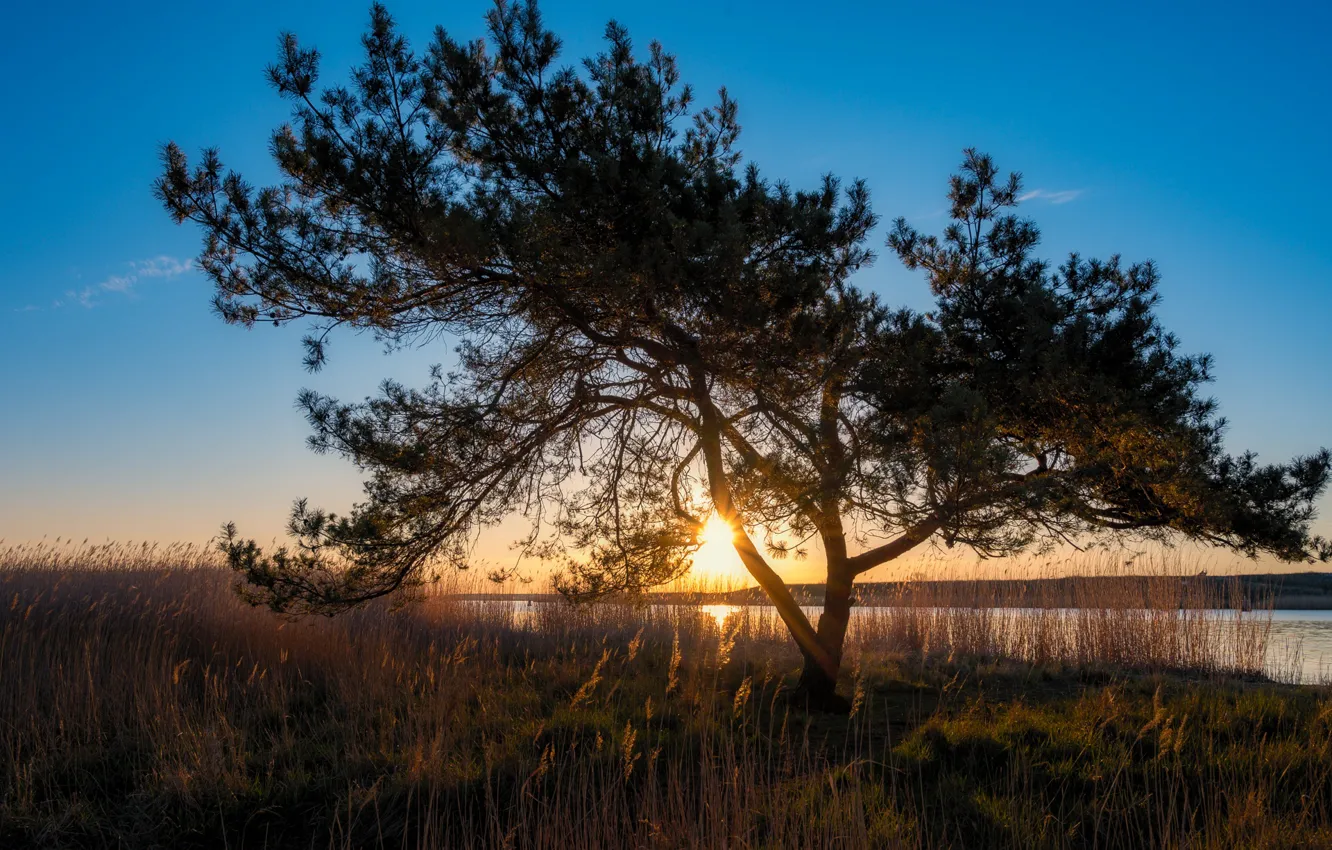 Фото обои деревья, закат, берег, водоем