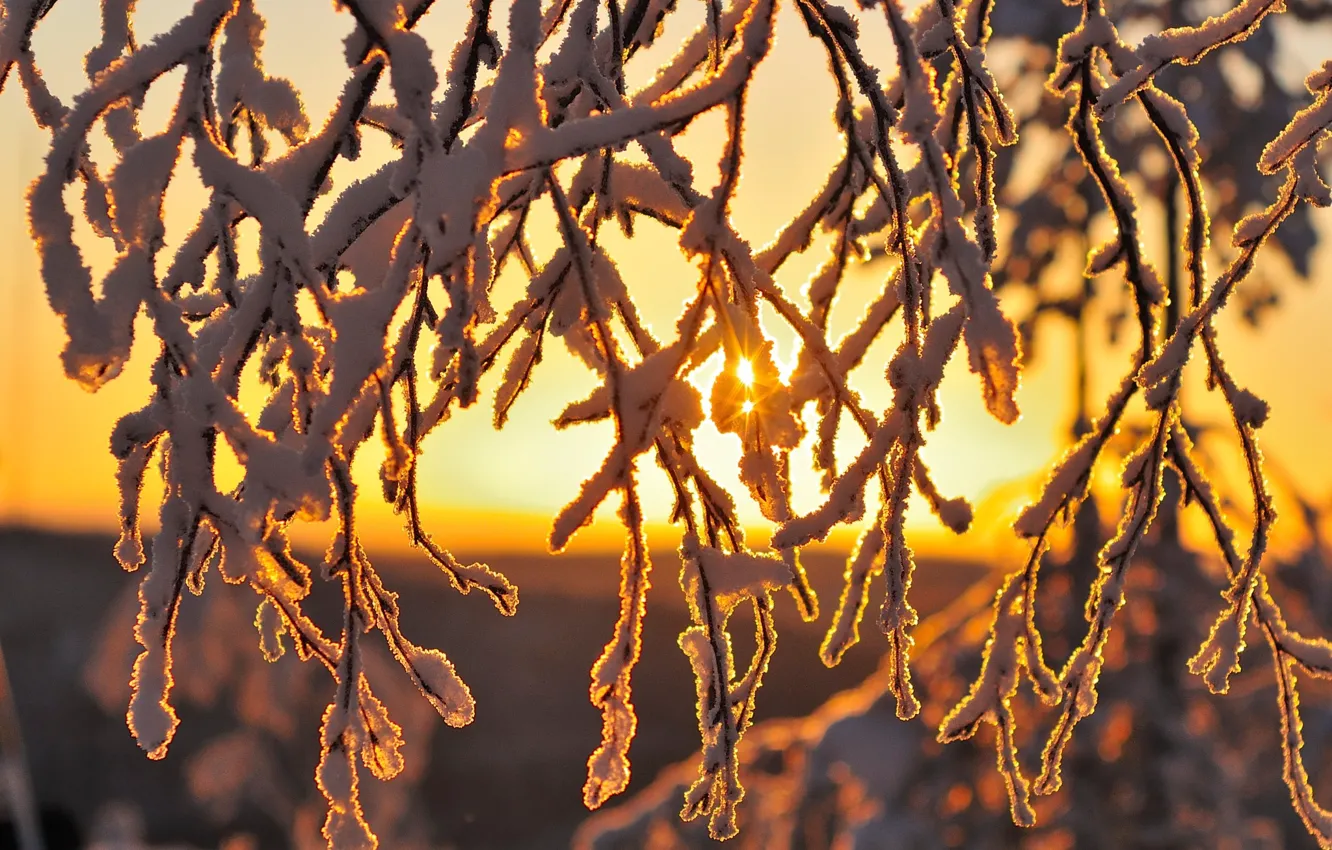 Фото обои зима, солнце, макро, свет, снег, ветки, природа