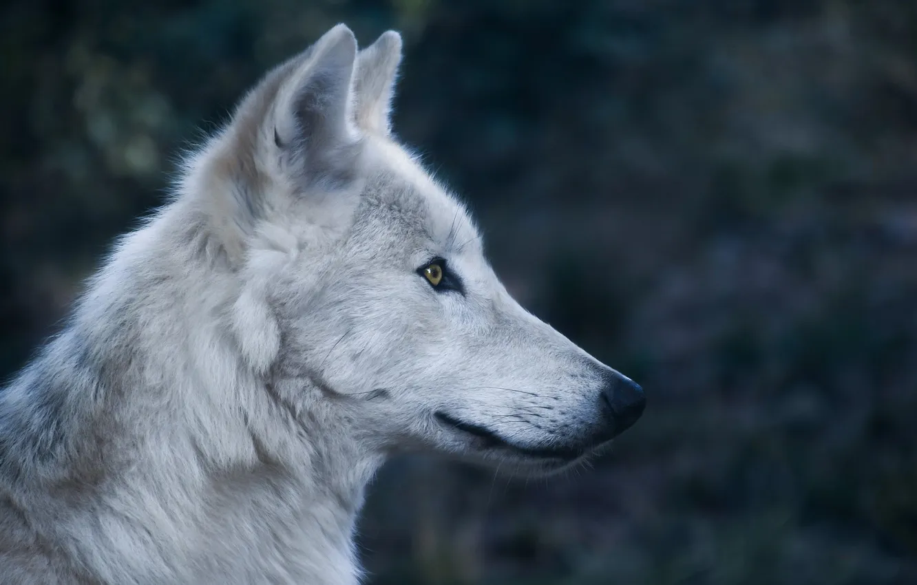 Фото обои nature, snow, predator, face, animal, wolf, wildlife, portrait