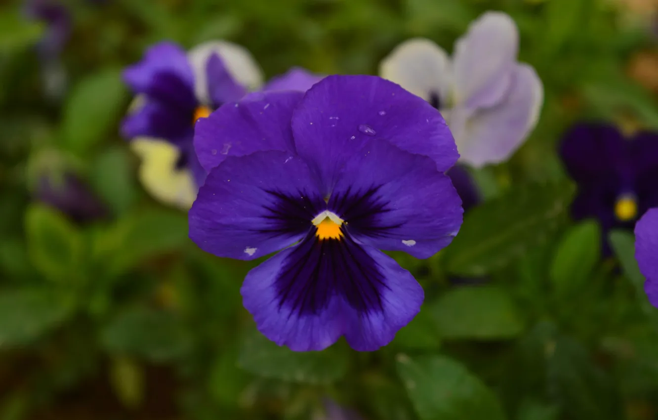 Фото обои flower, nature, blue
