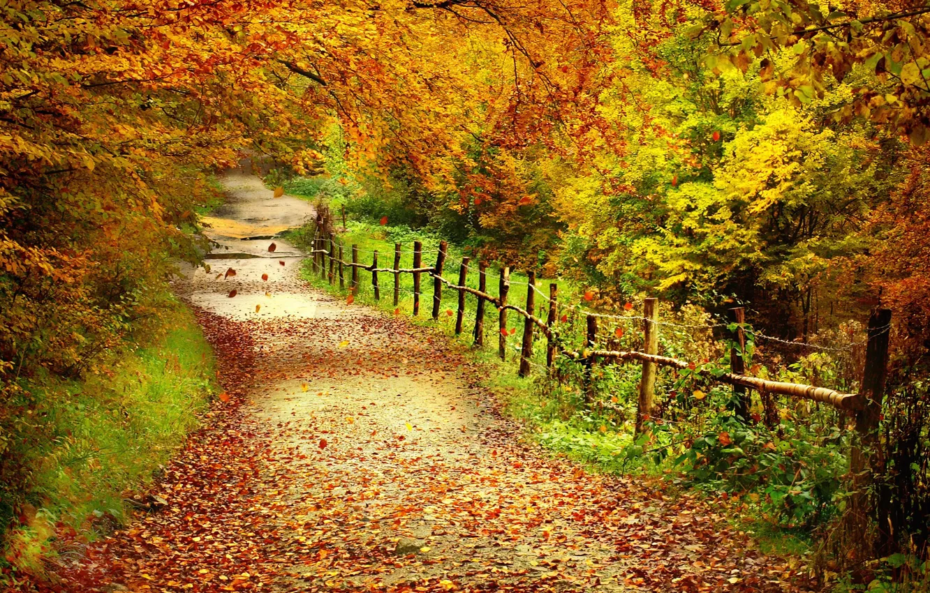 Фото обои лес, листья, деревья, забор, Осень, тропинка