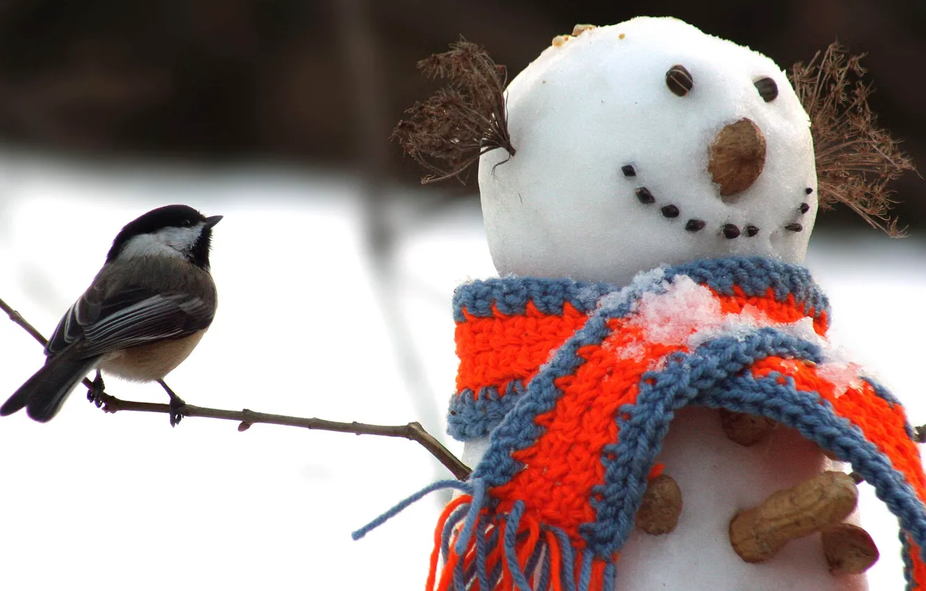 Фото обои зима, снег, птица, шарф, снеговик, орехи, веточки, арахис