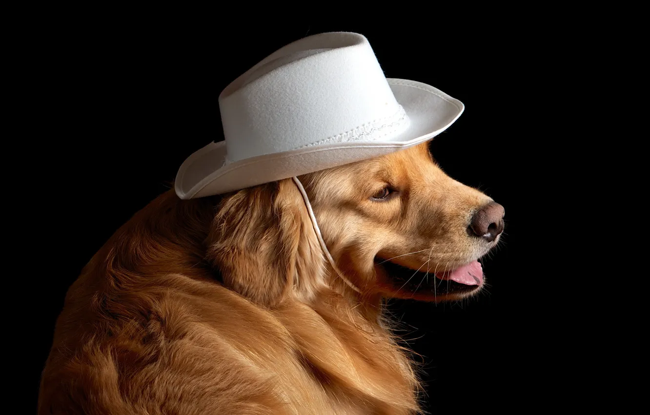 Фото обои друг, собака, шляпа
