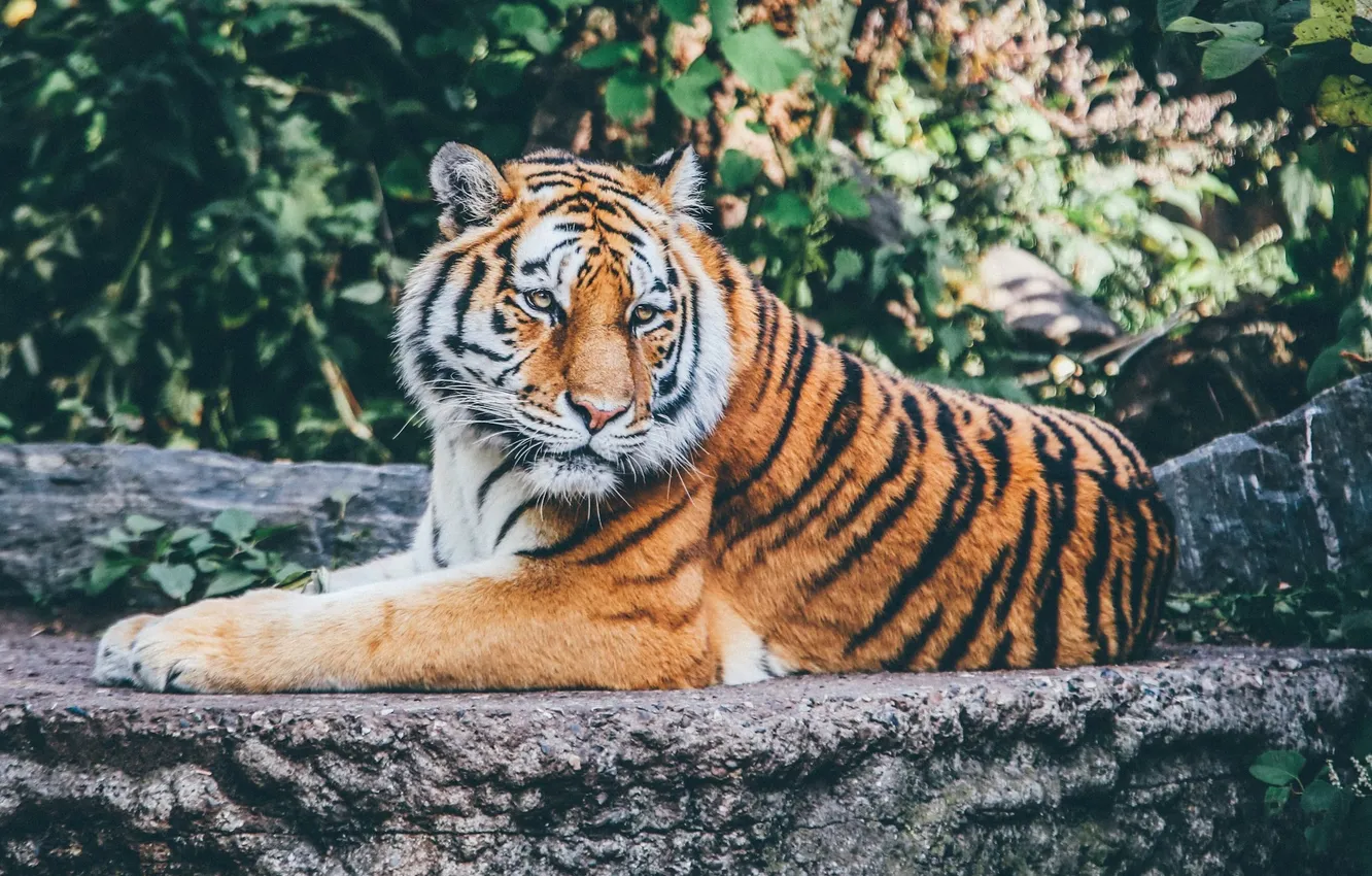 Фото обои tiger, animal, wildlife, big cat