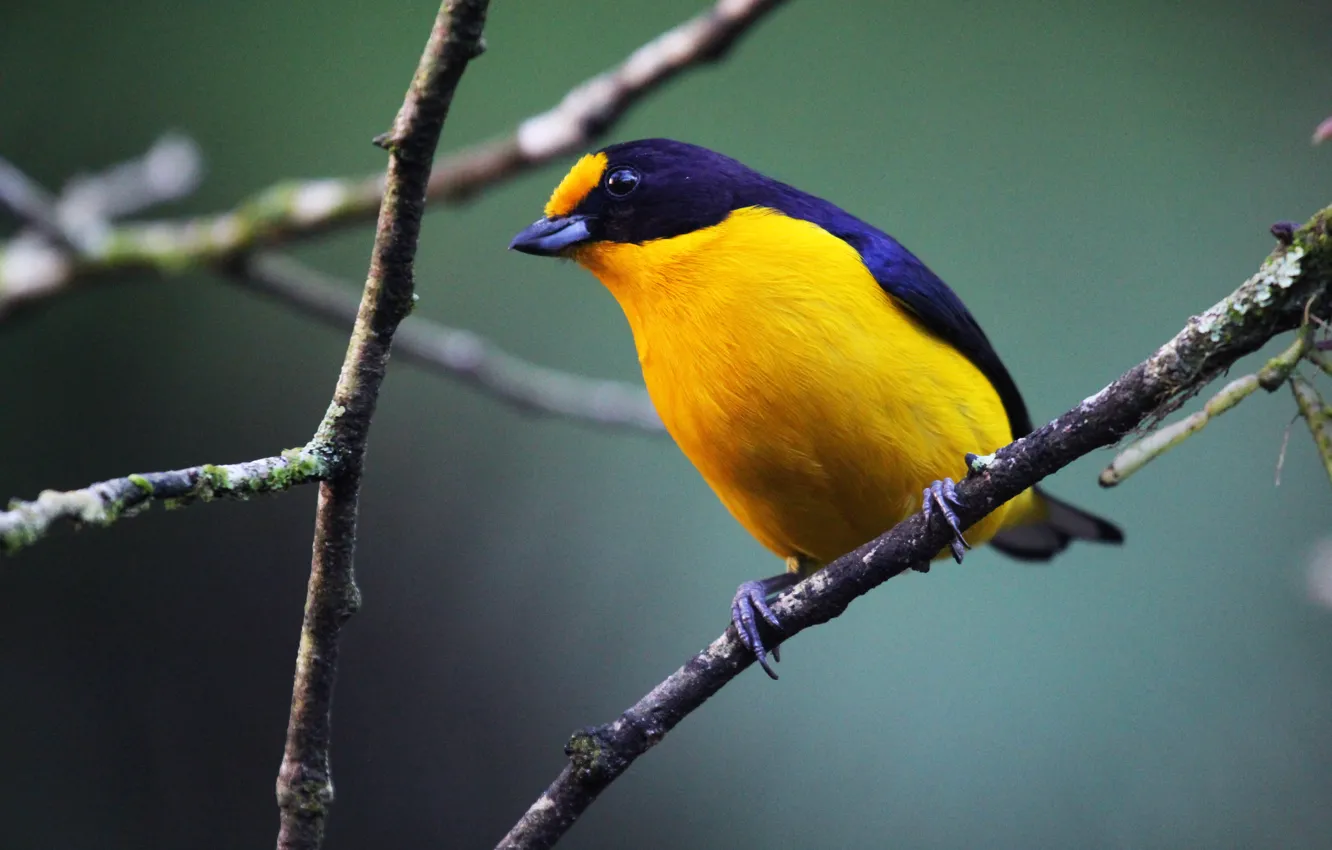 Фото обои Black, Yellow, Bird, Branch, Gaturamo