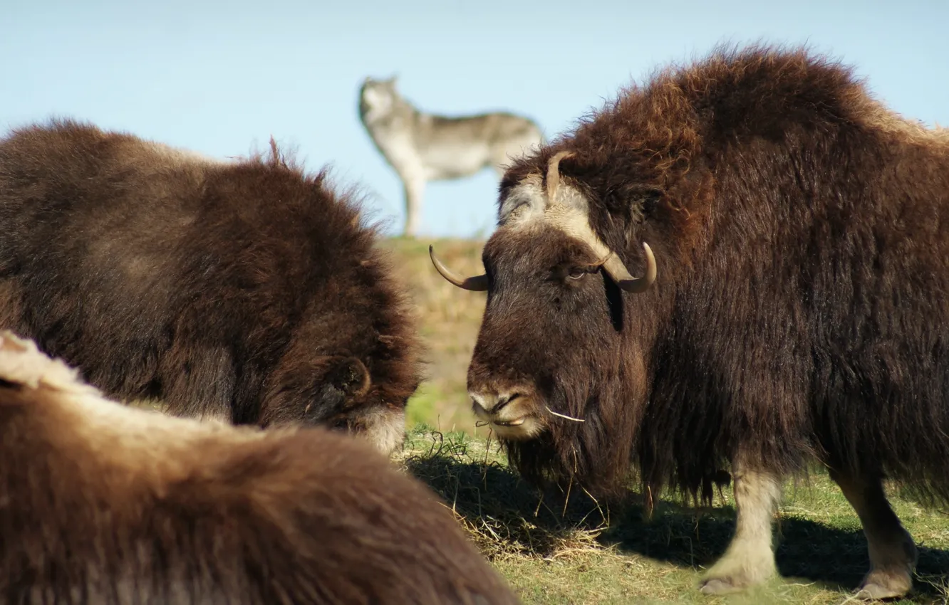 Фото обои Canada, horns, wildlife, Winnipeg, bison, muskox, ..grass