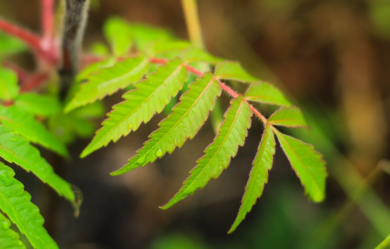 Фото обои green, leaf, twig