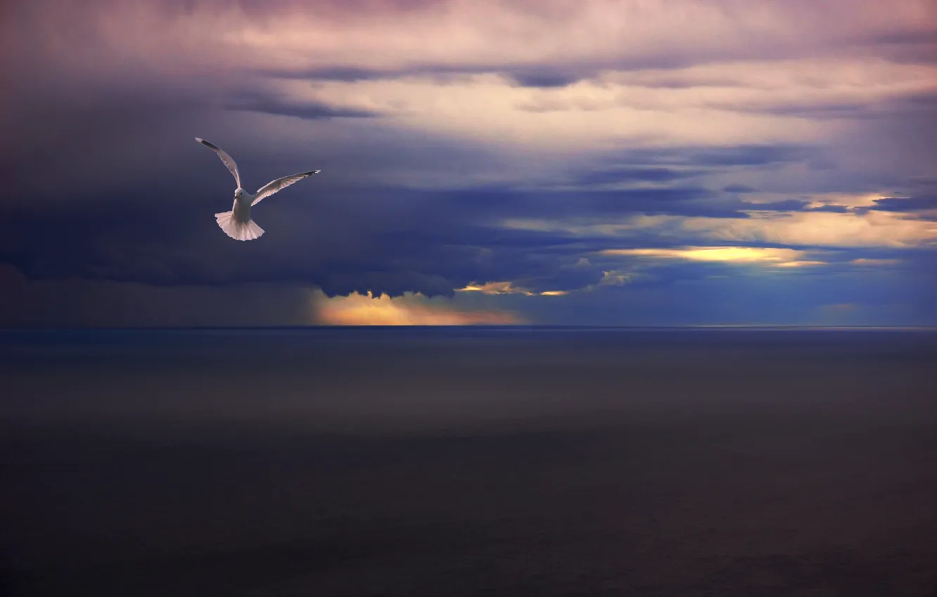 Фото обои море, тучи, дождь, птица, чайка