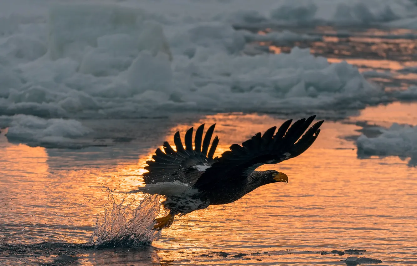 Фото обои зима, снег, полет, закат, брызги, птица, орел, льдины