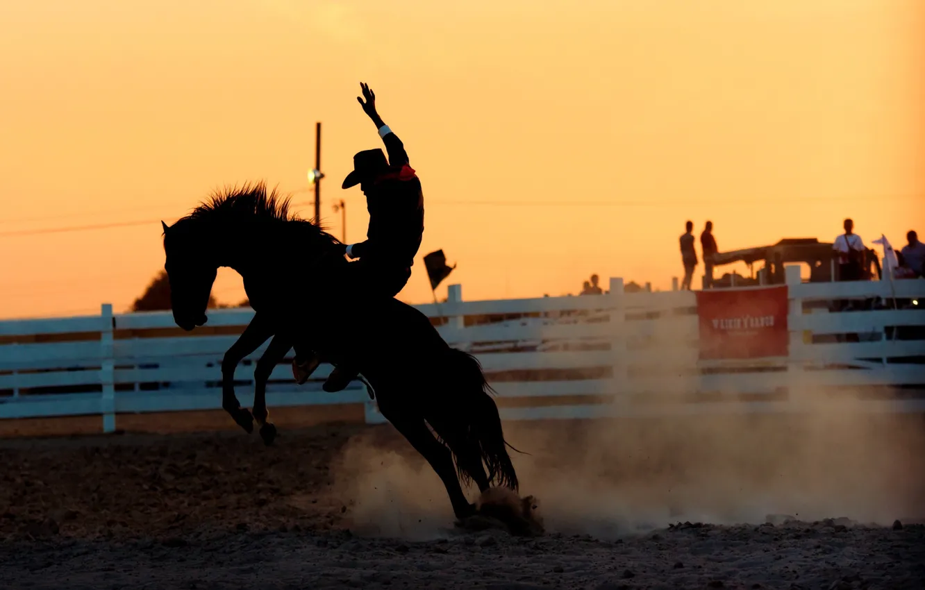 Фото обои лошадь, наездник, Rodeo
