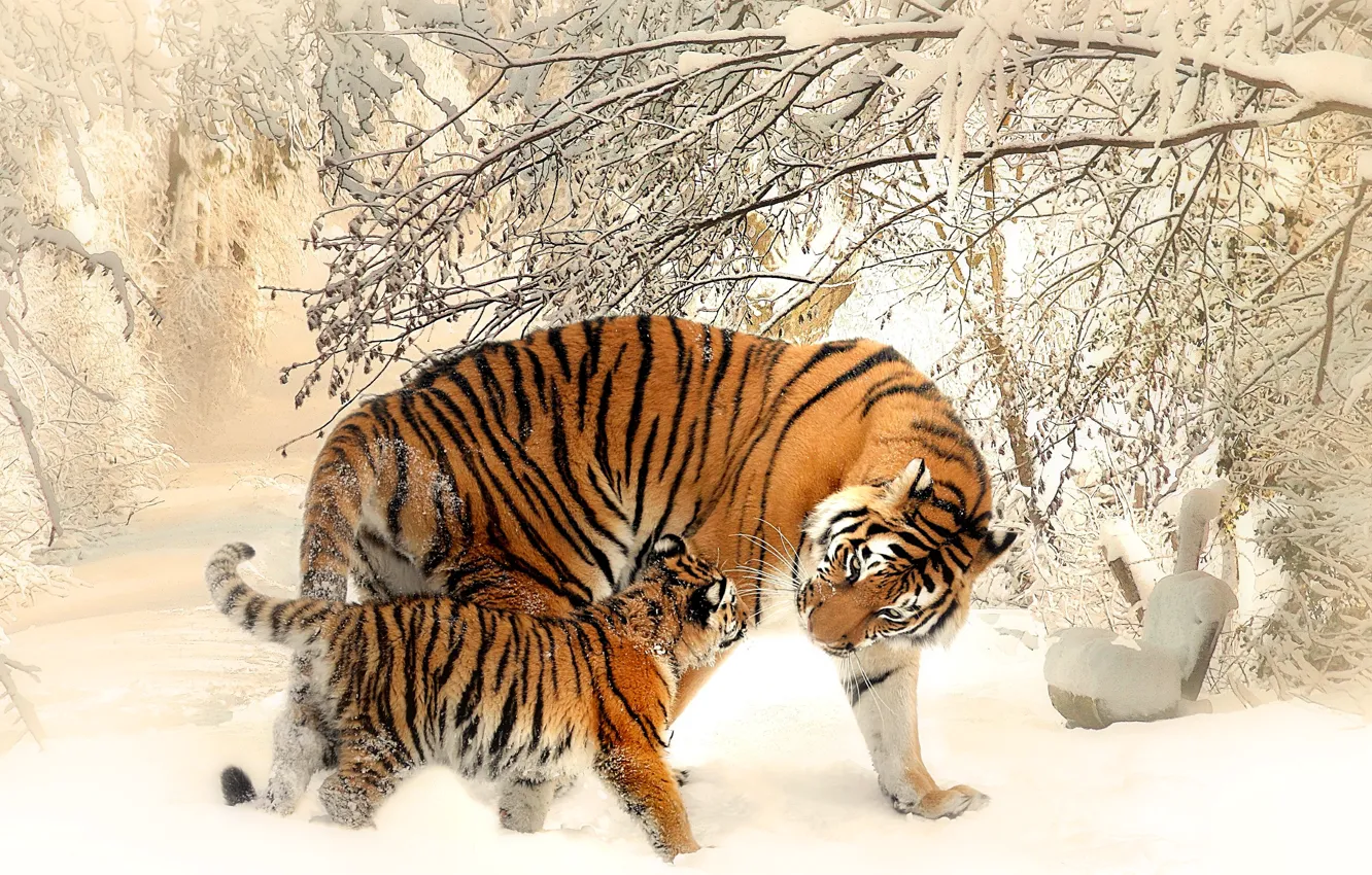 Фото обои зима, кошка, снег, тигр, тигренок