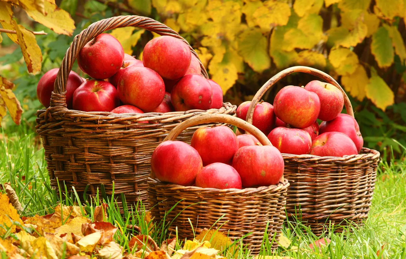 Фото обои осень, листья, яблоки, травка, корзины