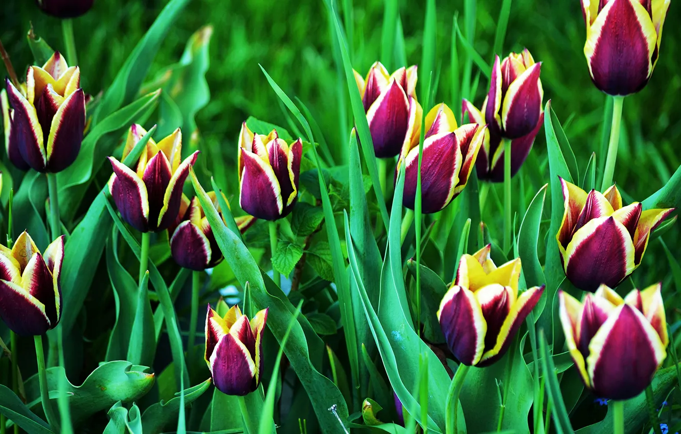 Фото обои весна, тюльпаны, Tulips