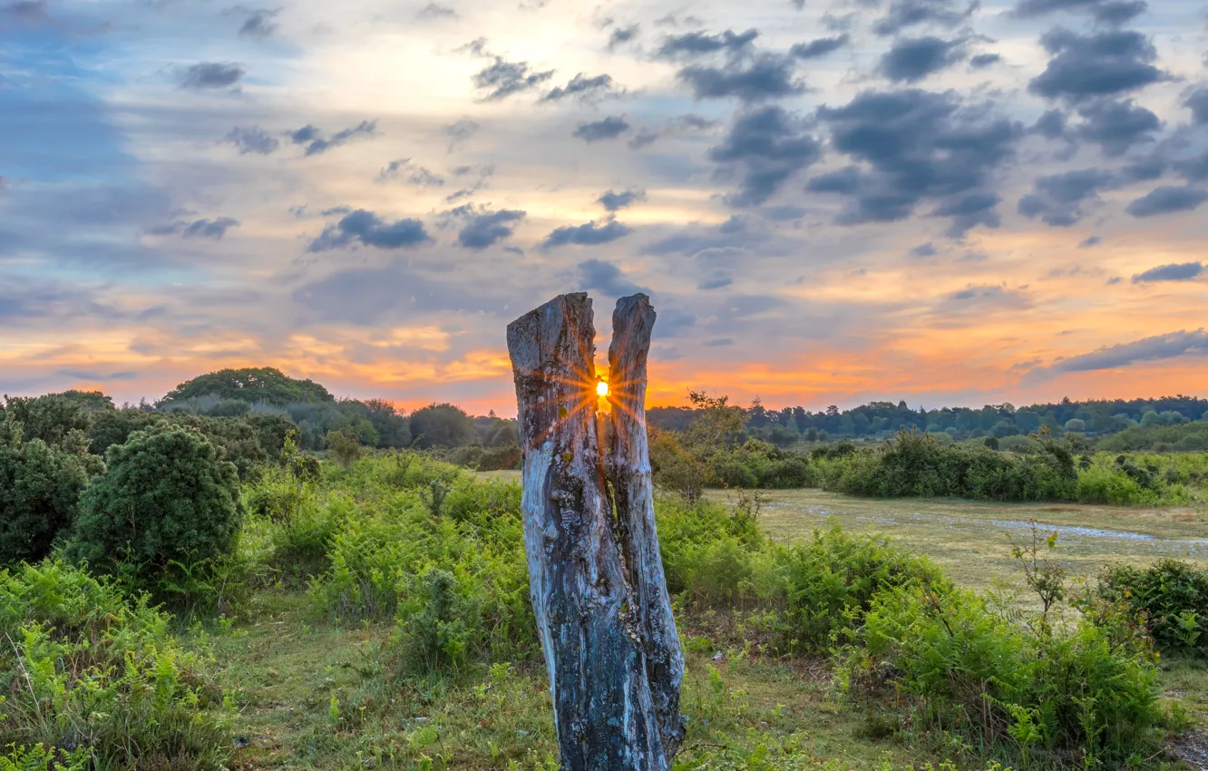 Фото обои солнце, облака, закат, природа, растительность, пень, кусты