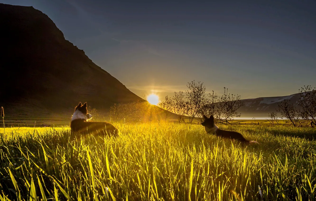 Фото обои собаки, трава, лучи, закат, горы, долина, сонце