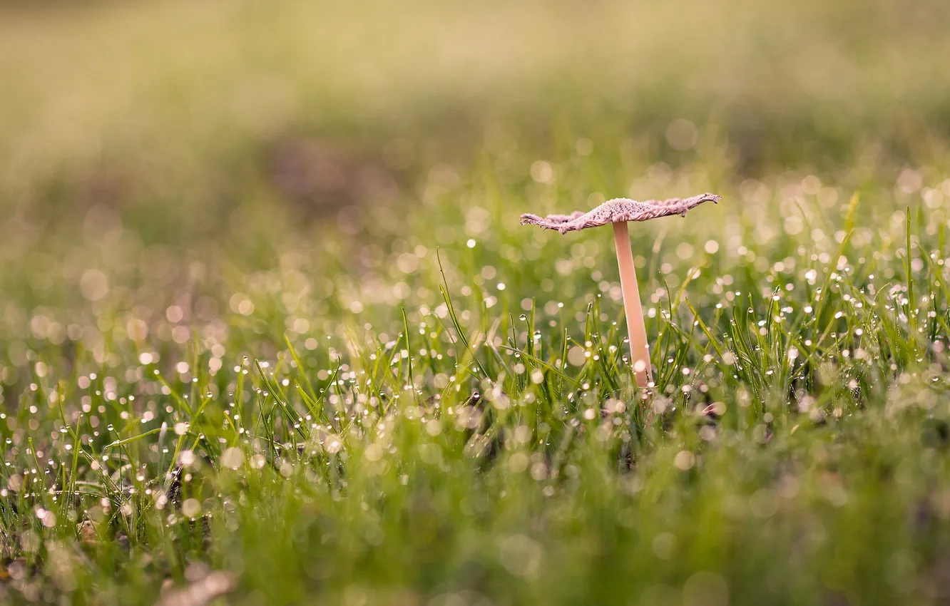 Фото обои трава, макро, гриб