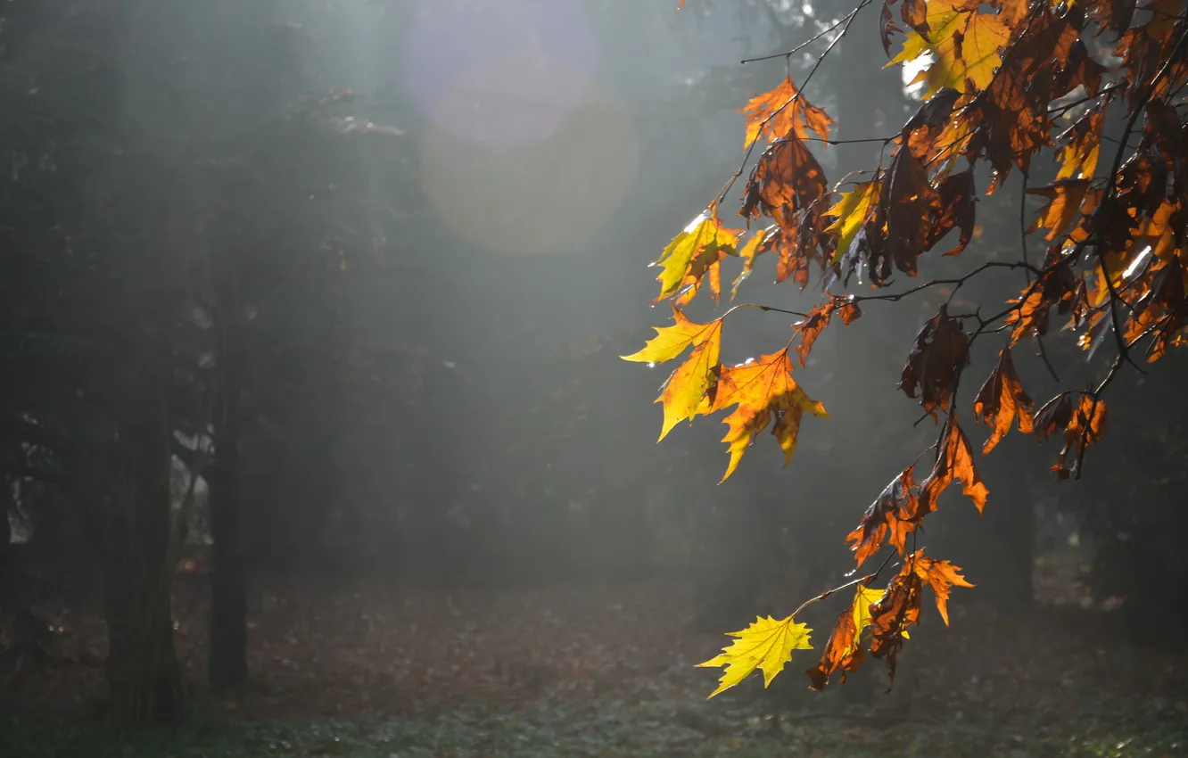 Фото обои листья, природа, туман