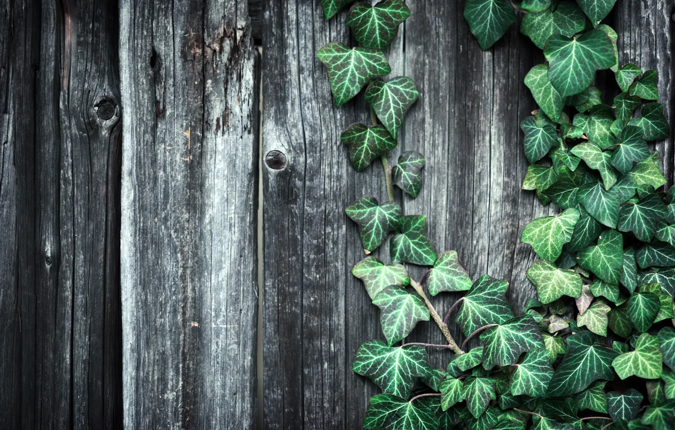 Фото обои листья, забор, растение, Доски, текстуры, деревянные