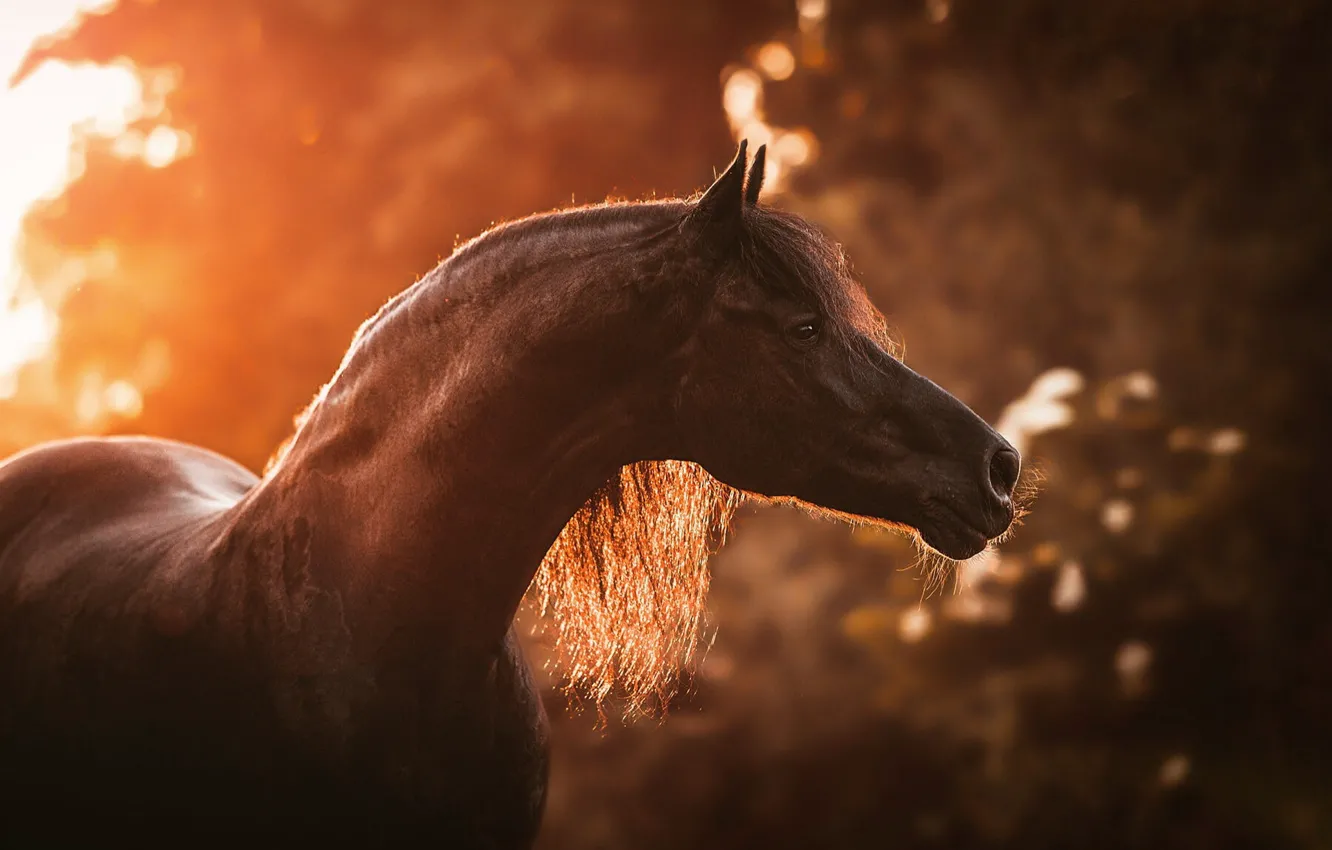 Фото обои осень, взгляд, морда, свет, природа, конь, листва, лошадь
