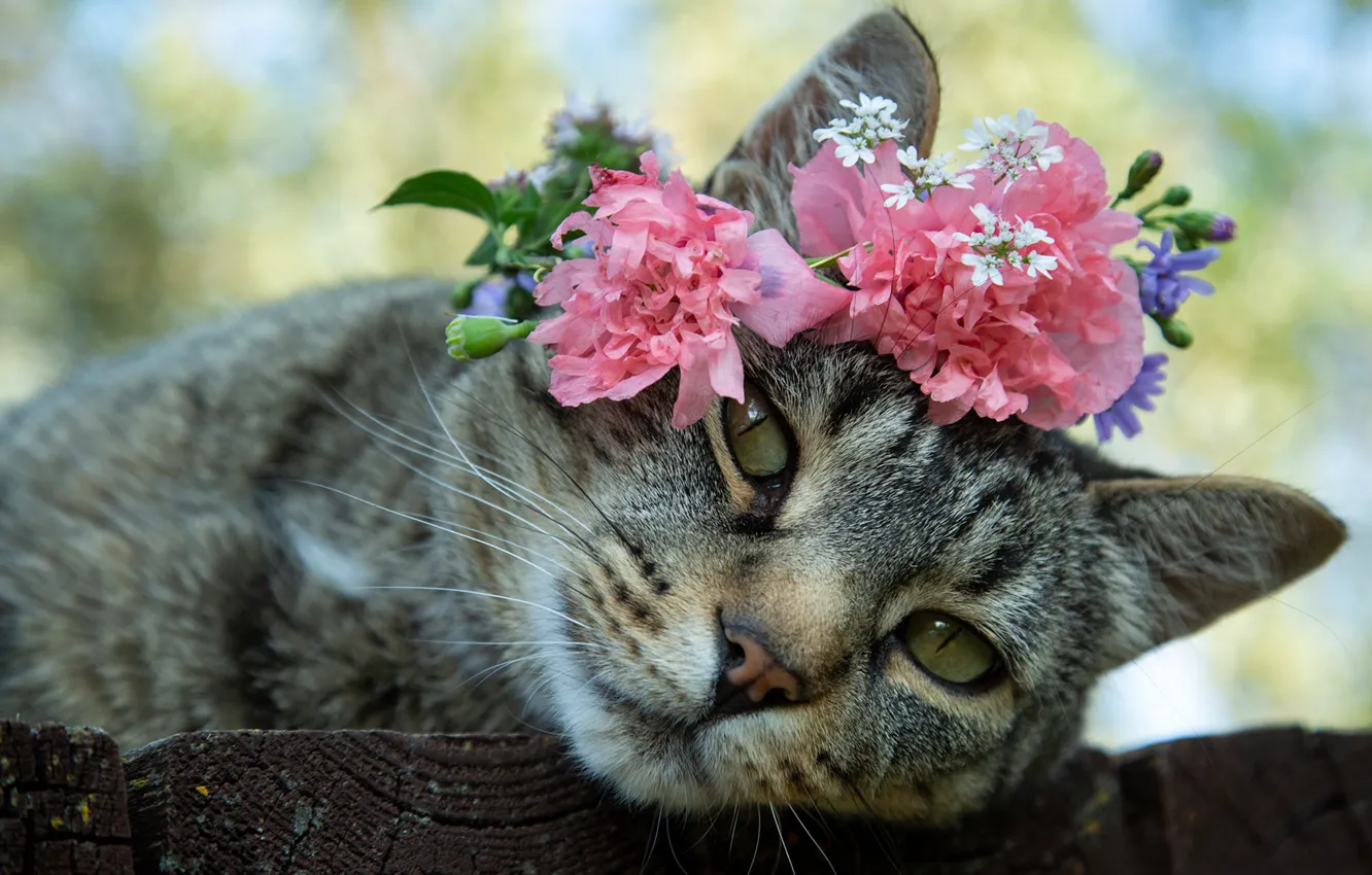 Фото обои кошка, взгляд, цветы, мордочка, венок, котейка