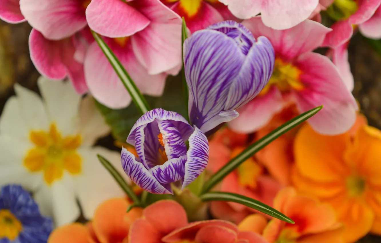 Фото обои Цветочки, Flowers, Крокусы, Crocuses