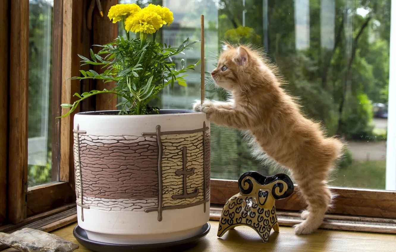 Фото обои цветок, статуэтка, котёнок, любопытство, вазон, Курильский бобтейл