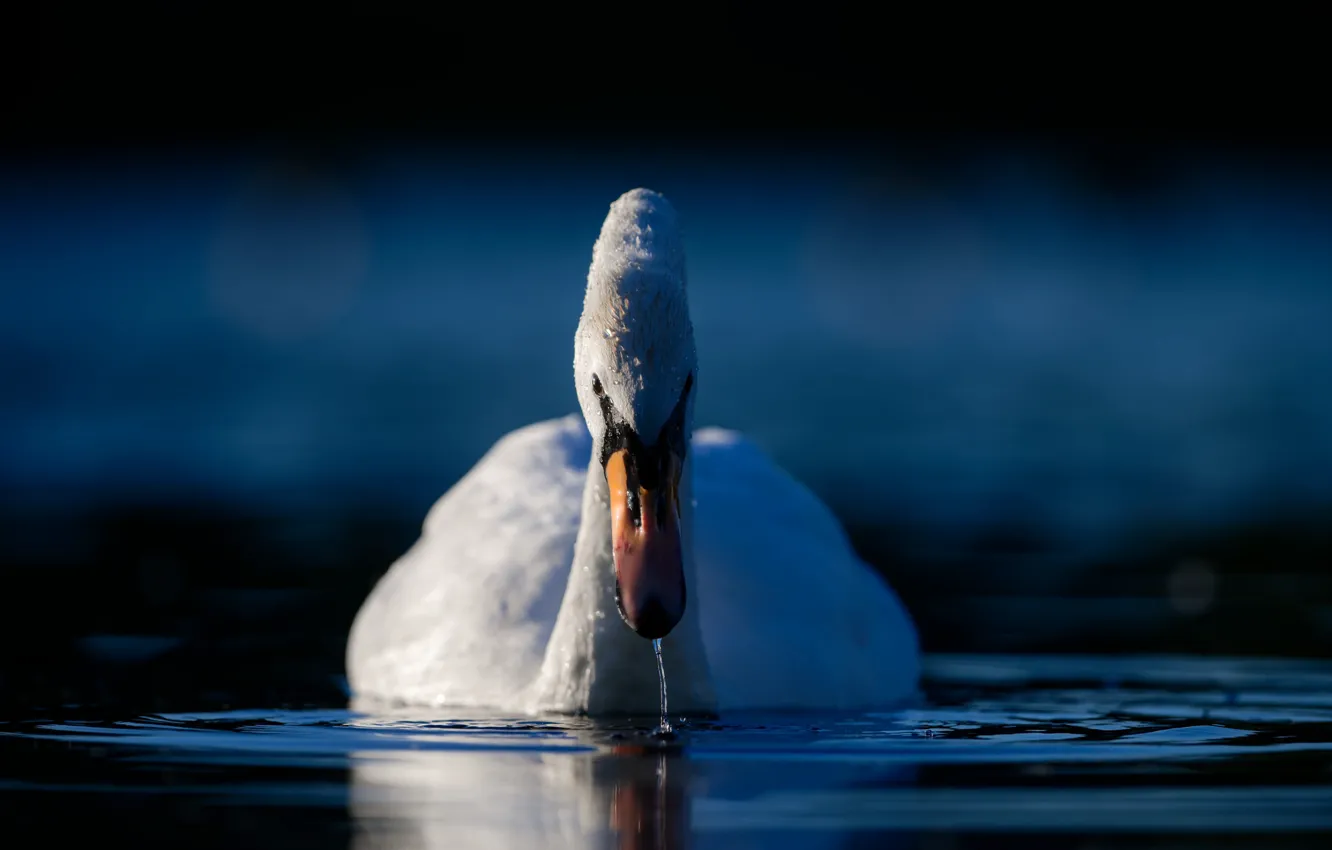 Фото обои вода, птица, лебедь