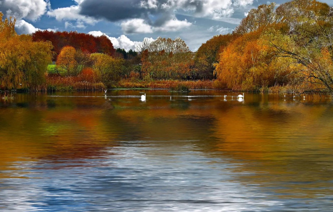 Фото обои осень, небо, облака, деревья, птицы, озеро, пруд, лебеди