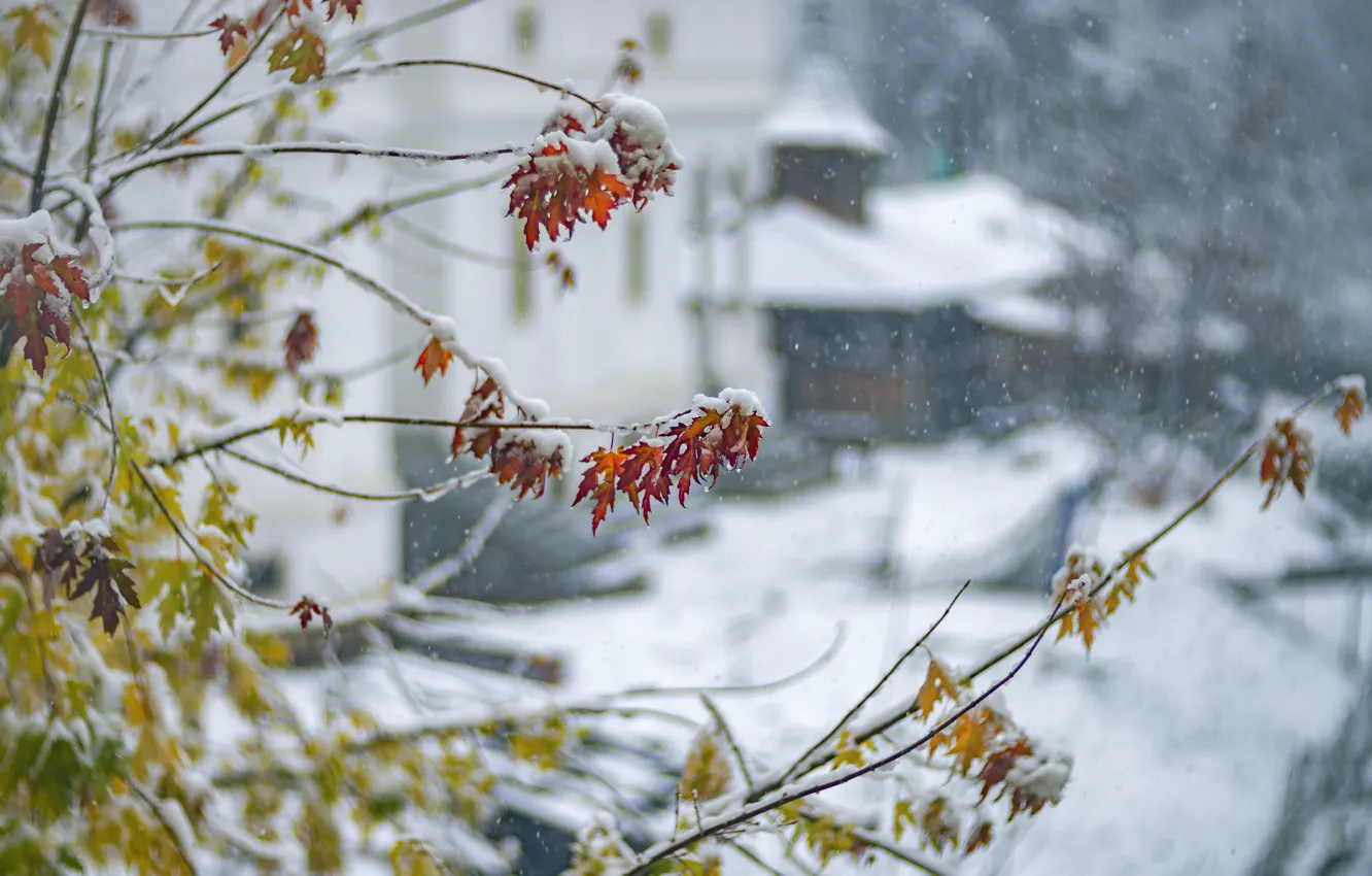 Фото обои зима, осень, листья, снег, ветки, природа, дерево, листва