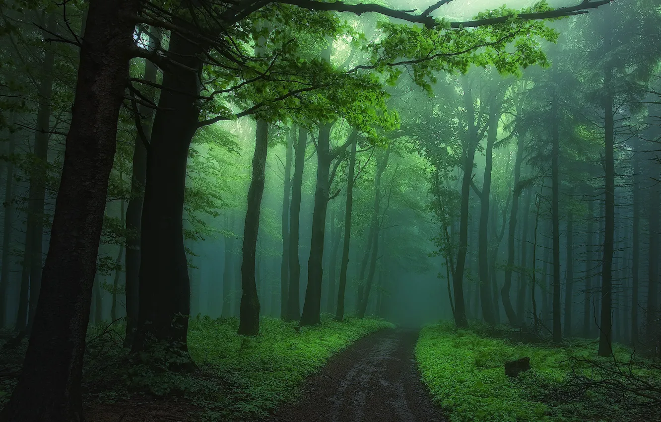 Фото обои дорога, лес, деревья, природа, туман
