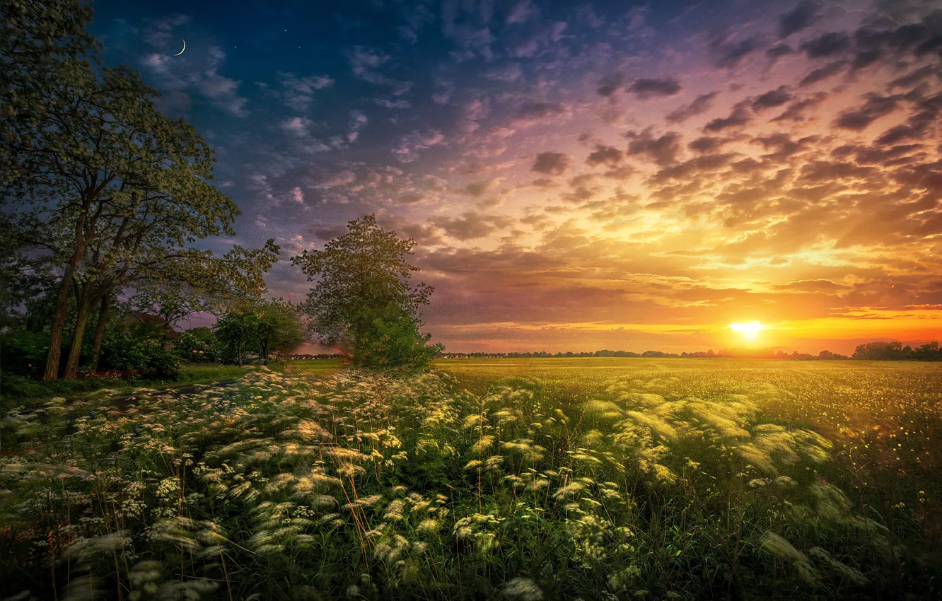 Фото обои поле, солнце, деревья, пейзаж, закат, природа, месяц, травы