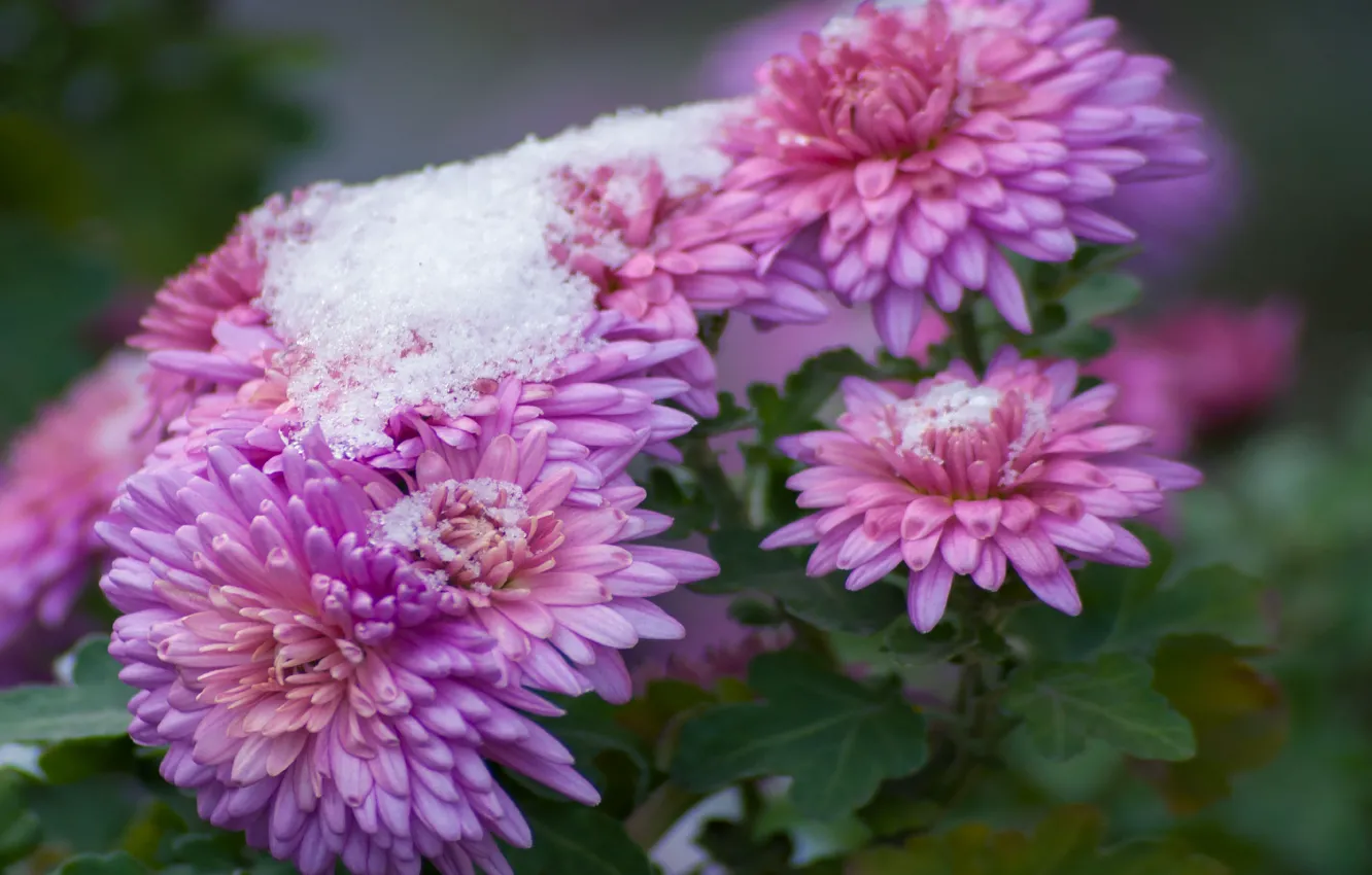 Фото обои осень, снег, цветы, природа, хризантемы
