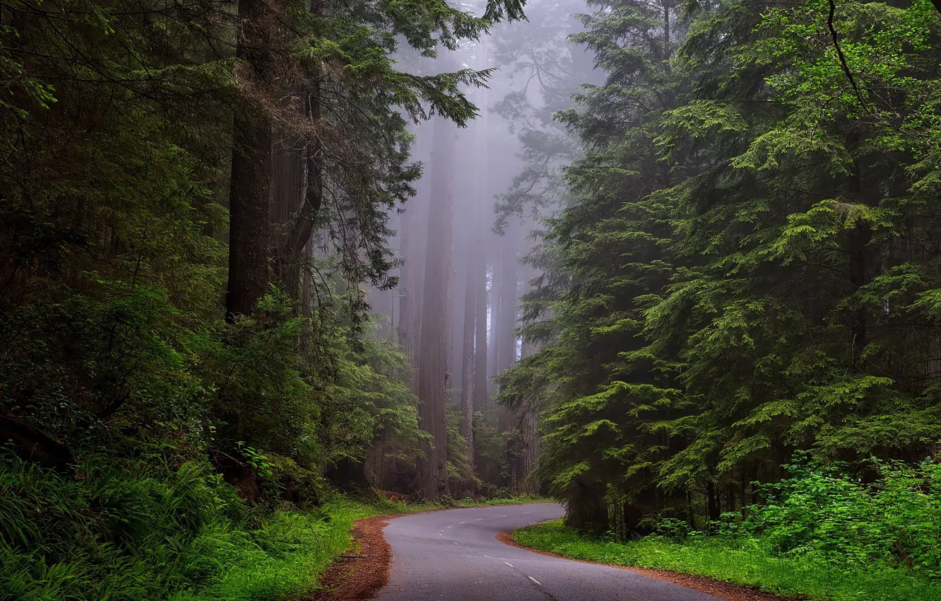 Фото обои дорога, лес, деревья, туман, Калифорния, США, национальный парк, Redwood