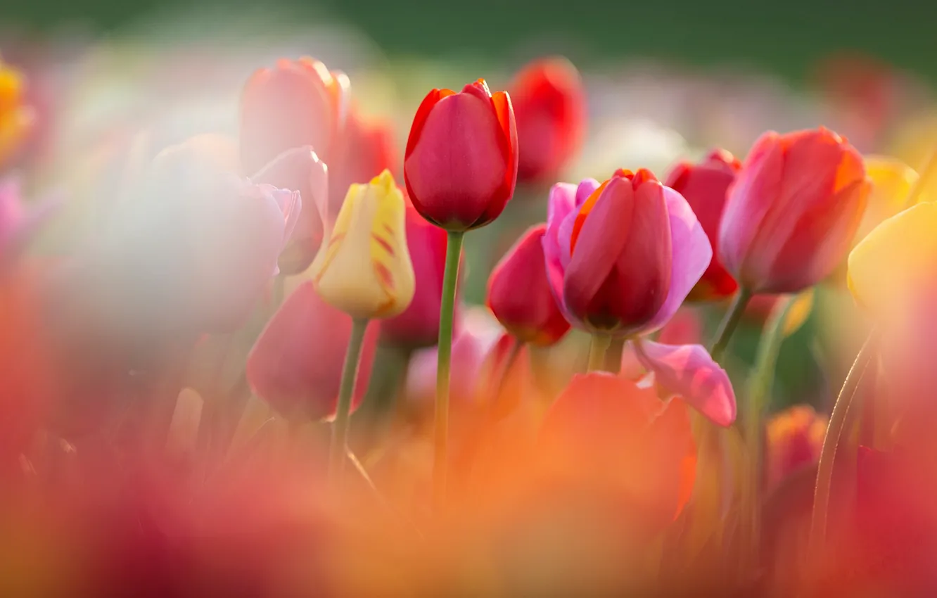 Фото обои цветы, поляна, тюльпан, размытие, весна, желтые, тюльпаны, красные