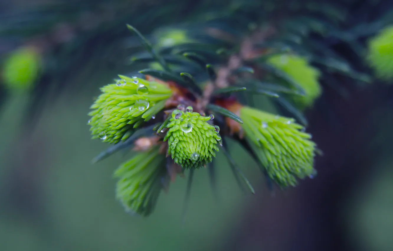 Фото обои spring, spruce, twig