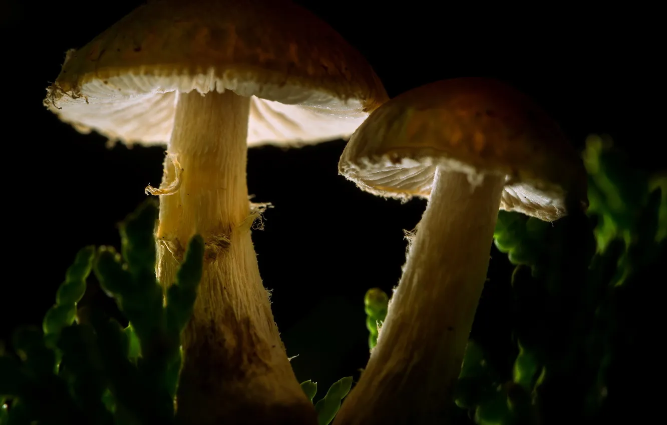 Фото обои макро, природа, грибы