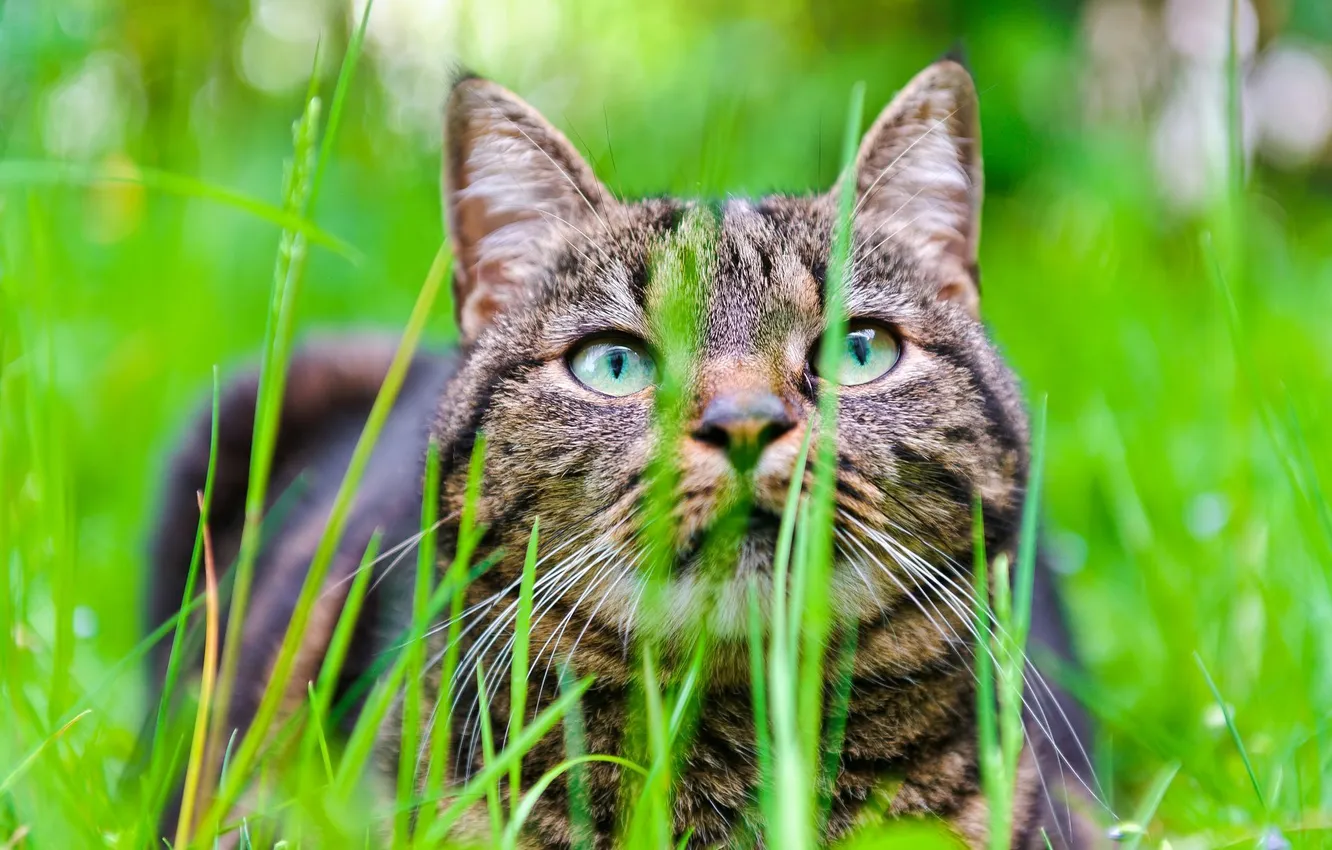Фото обои трава, кот, морда, размытость
