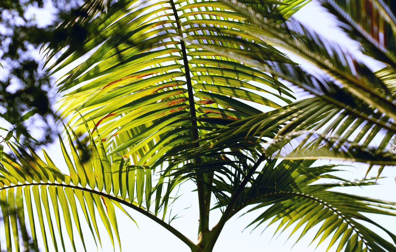 Фото обои листья, ветки, пальма