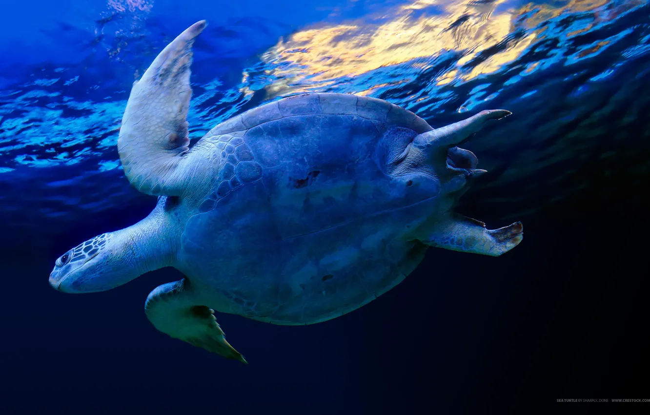 Фото обои вода, синий, черепаха