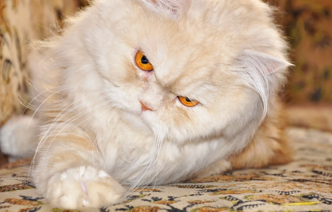 Фото обои кот, лапка, персидский