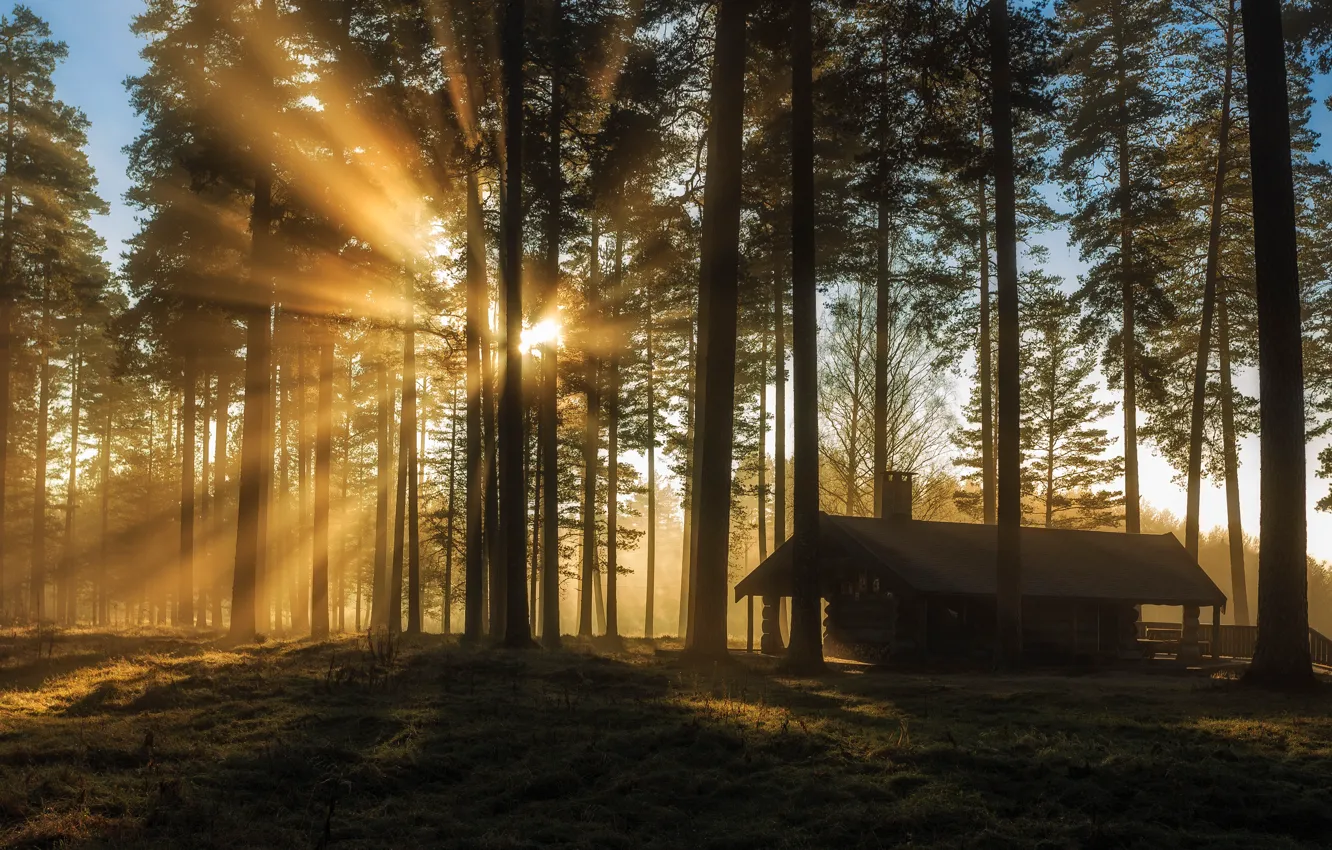 Фото обои лес, солнце, лучи, свет, деревья, туман, дом, стволы
