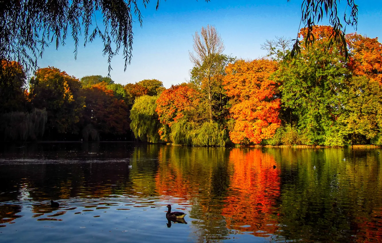 Фото обои деревья, озеро, утки, Осень, Индия, autumn
