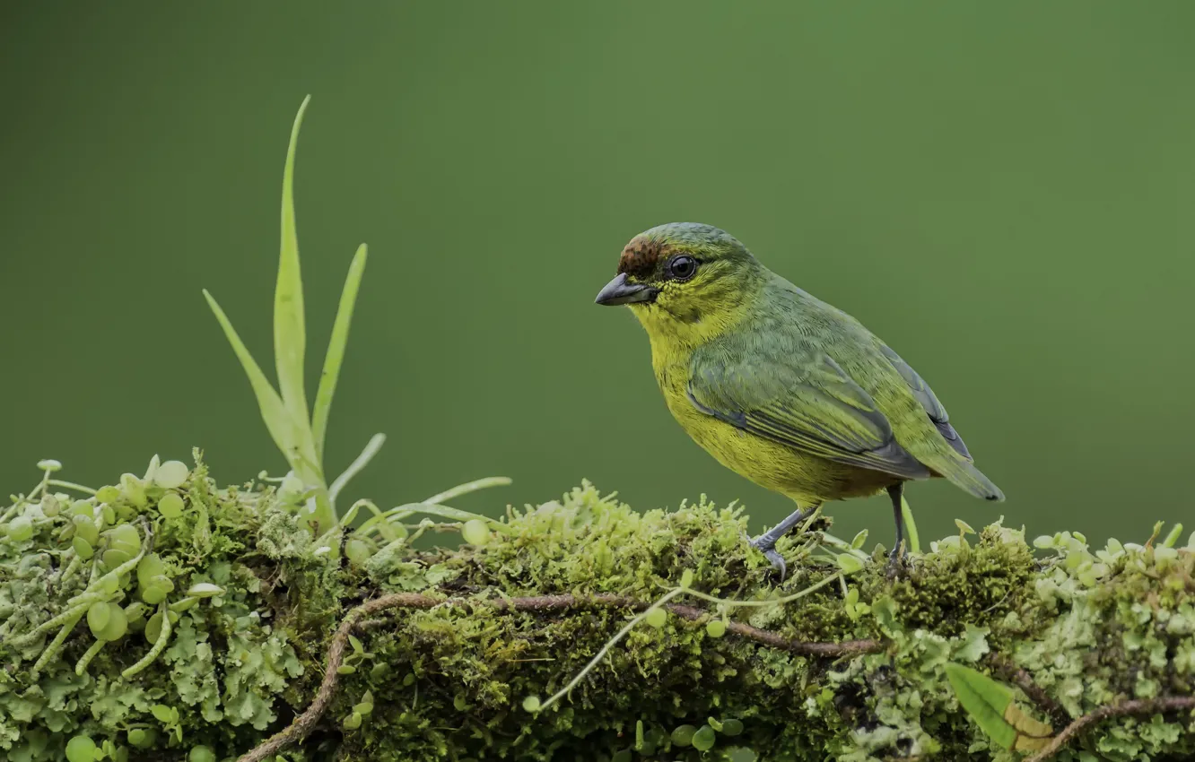 Фото обои трава, природа, мох, птичка