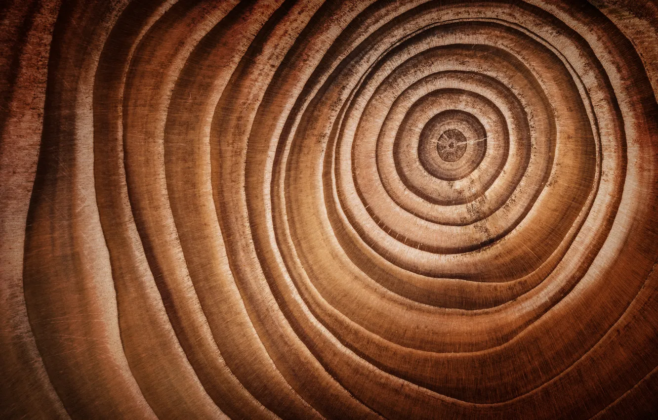 Фото обои wood, pattern, rings