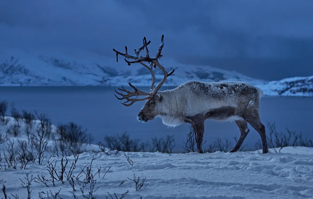 Фото обои зима, снег, олень, Норвегия, рога, Северный олень