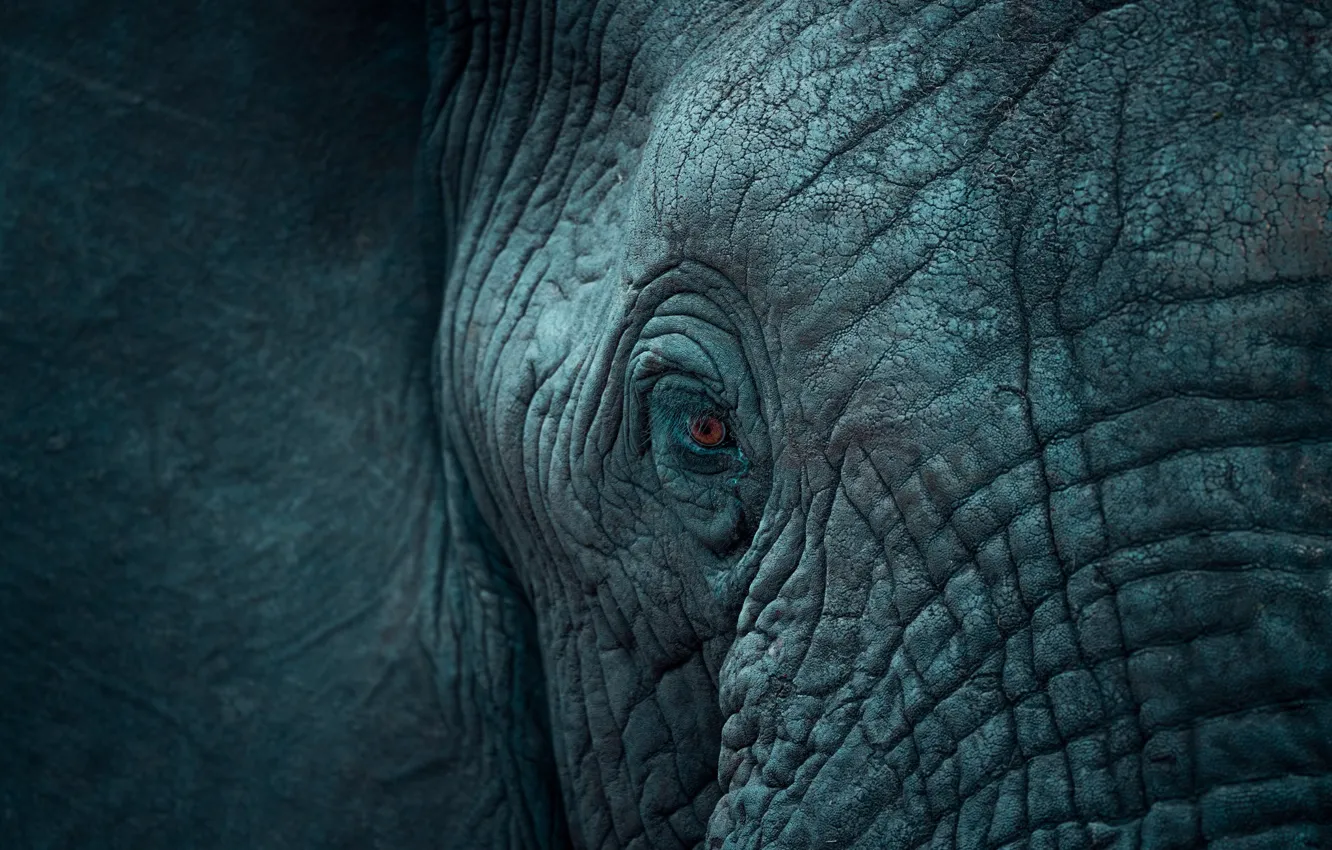 Фото обои морда, крупный план, глаз, слон